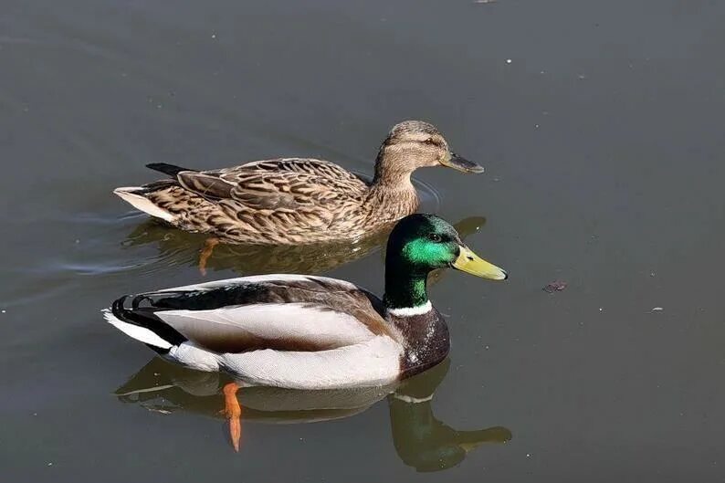 Утка-гусь фаворит. Какие утки живут. Утка кряква селезень. Жизнь уток. Утка кряква и селезень различия.