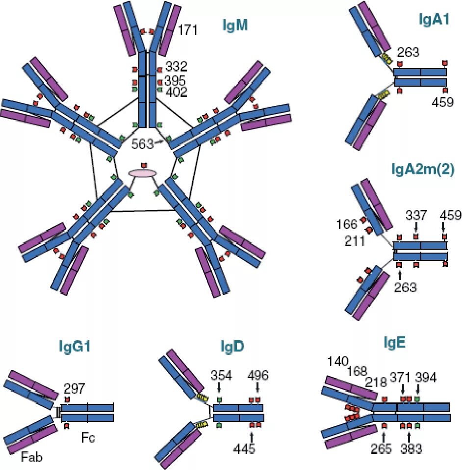 IGM строение иммуноглобулина. Иммуноглобулины iga (1-2) IGE. Строение иммуноглобулина IGG. Иммуноглобулин а 1.40. 11 иммуноглобулины
