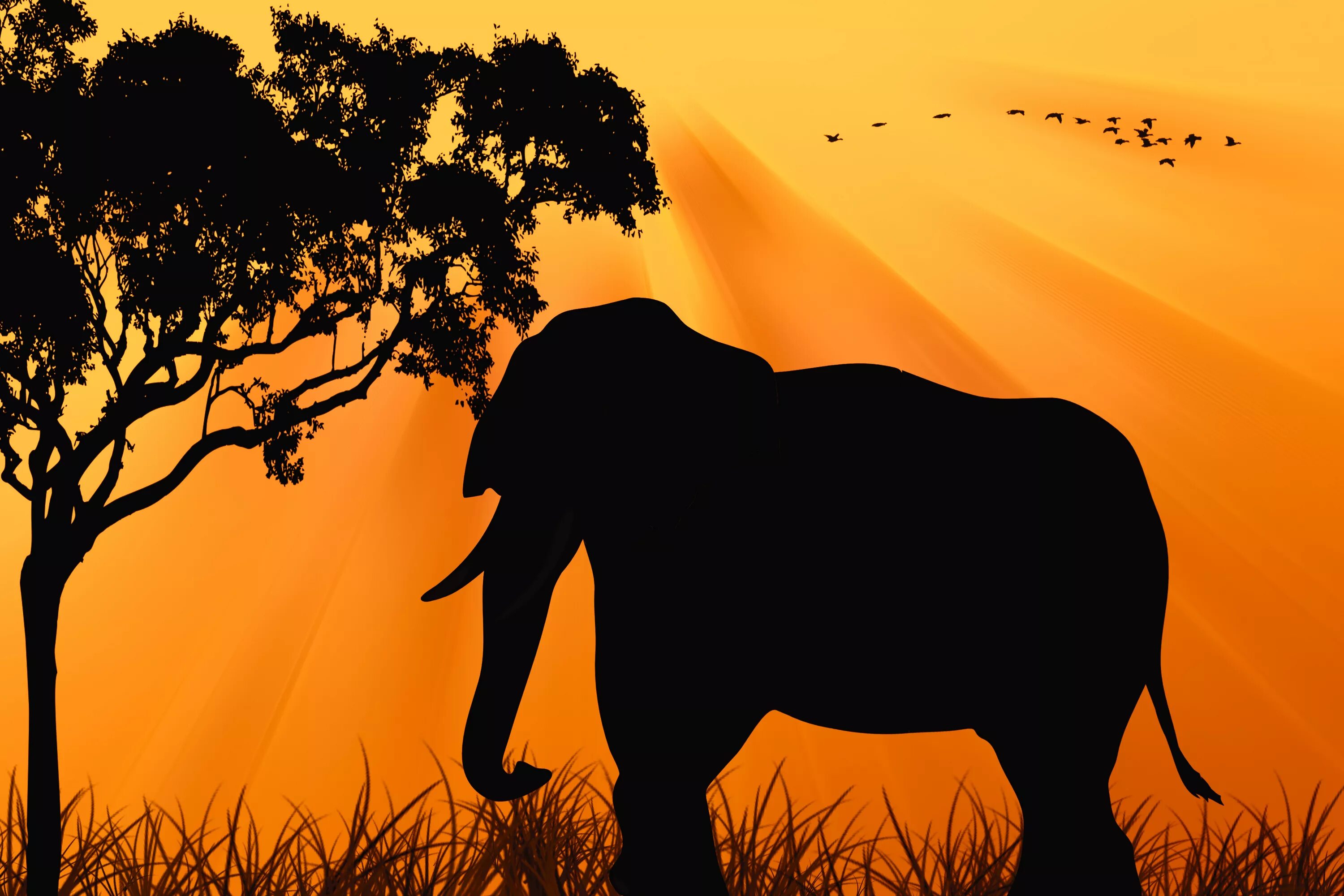 Животные африки 2 класс. Африканский пейзаж. Слоны на закате. Силуэты африканских животных. Силуэты животных на фоне заката.
