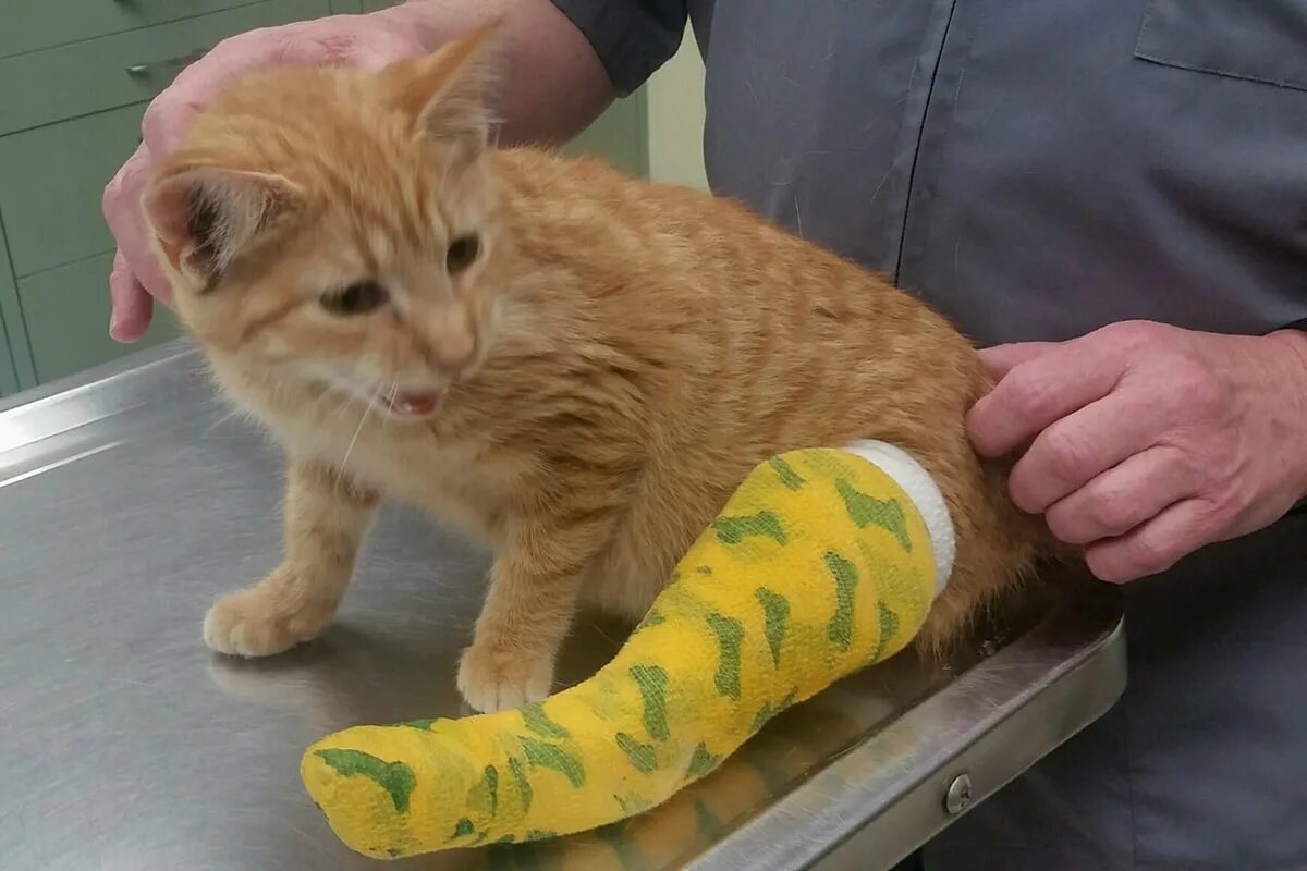 Creamsicle Help Me Heal Program Update Animal League