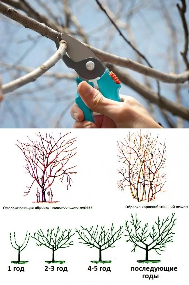 Обрезка деревьев схема плодовых весной. Весенняя обрезка черешни схема. Первая обрезка черешни. Правильная обрезка черешни весной. Весенняя обрезка плодовых деревьев.
