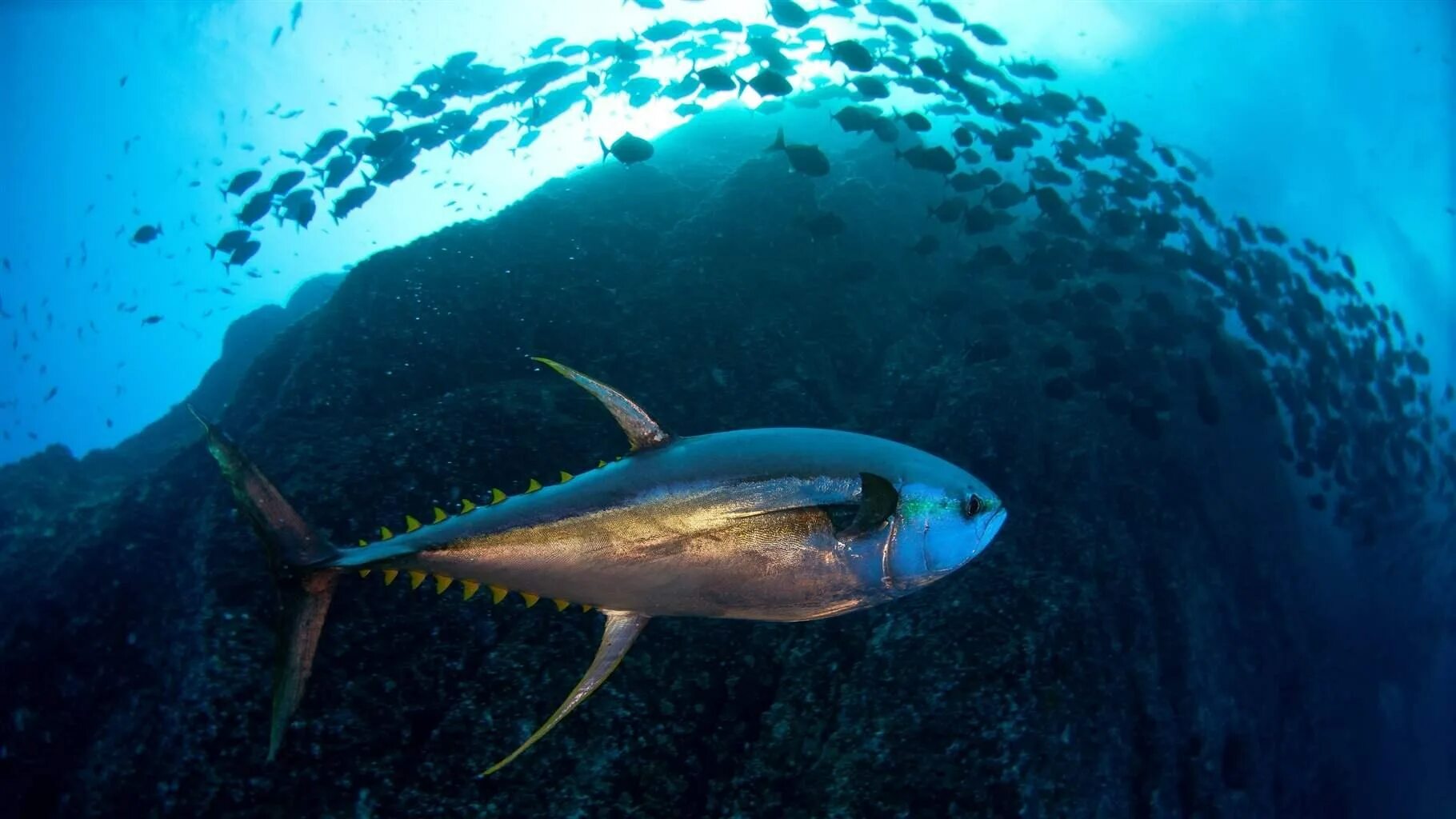 Рыба тунец цена. Желтопёрый тунец. Мальдивы желтоперый тунец. Тунец Средиземное море. Синепёрый тунец.