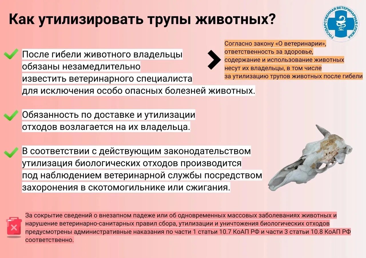 Ветеринарно санитарные правила сбора биологических отходов. Способы утилизации трупов животных. Как утилизируют трупы животных. Утилизация биологических отходов. Способы утилизации трупов ветеринарии.