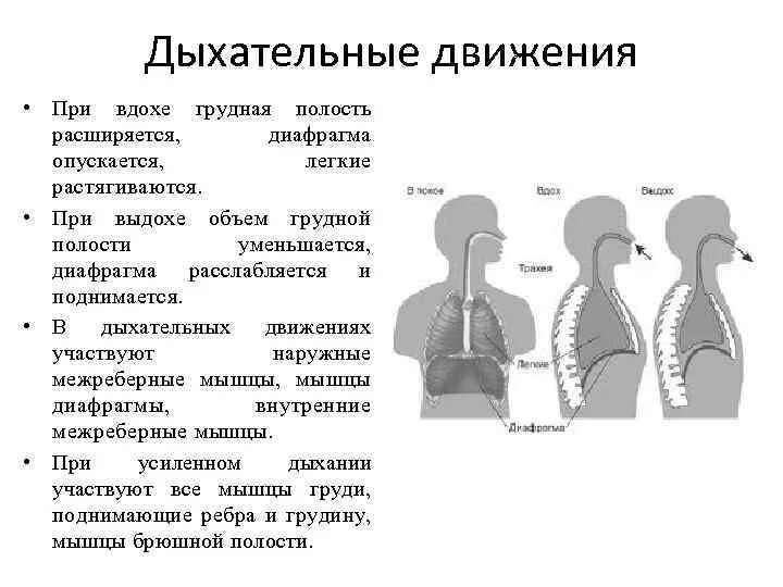 Грудная клетка при вдохе приподнимается. Дыхательные движения. Дыхательные движения при вдохе. Дыхательные движения схема. Легкие при вдохе.