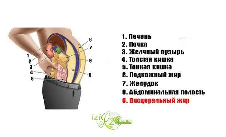 Как убрать внутренний жир. Как избавиться от висцерального жира на животе у женщин после 50 лет. как убрать висцеральный жир на животе у женщин после 30. как удаляют висцеральный жир с живота у мужчин клиническим способом.