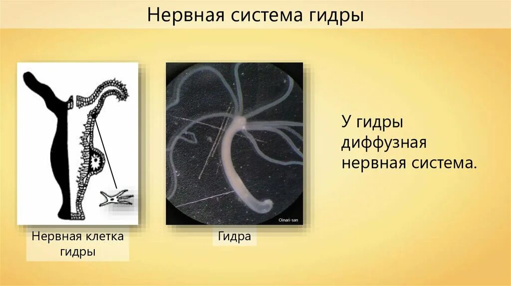 Нервная система гидры пресноводной. Гидра Пресноводная строение нервной системы. Диффузная нервная система гидры. Гидра нервная система диффузного типа.