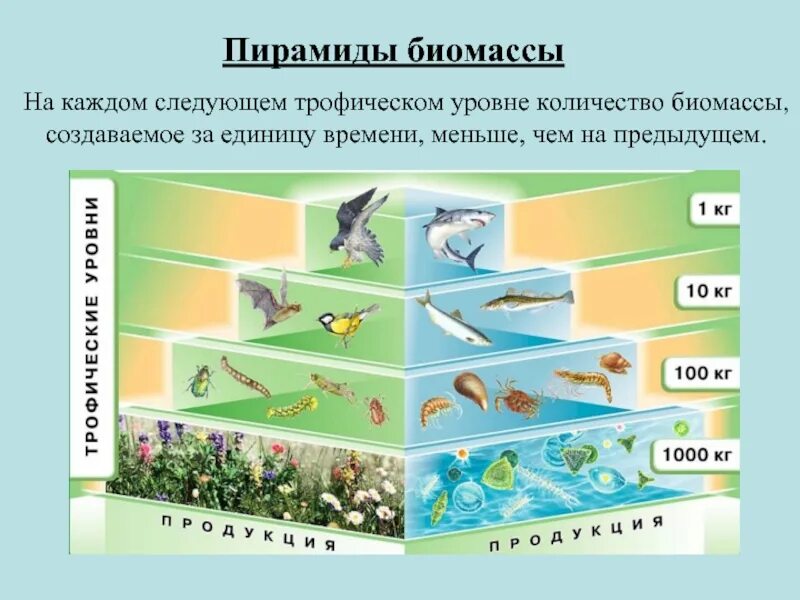 Первый трофический уровень представлен. Экологические пирамиды пирамида биомасс. Экологические пирамиды биомассы водной экосистемы. Трофическая пирамида биомасс. Пищевая цепочка и биомасса пирамида.