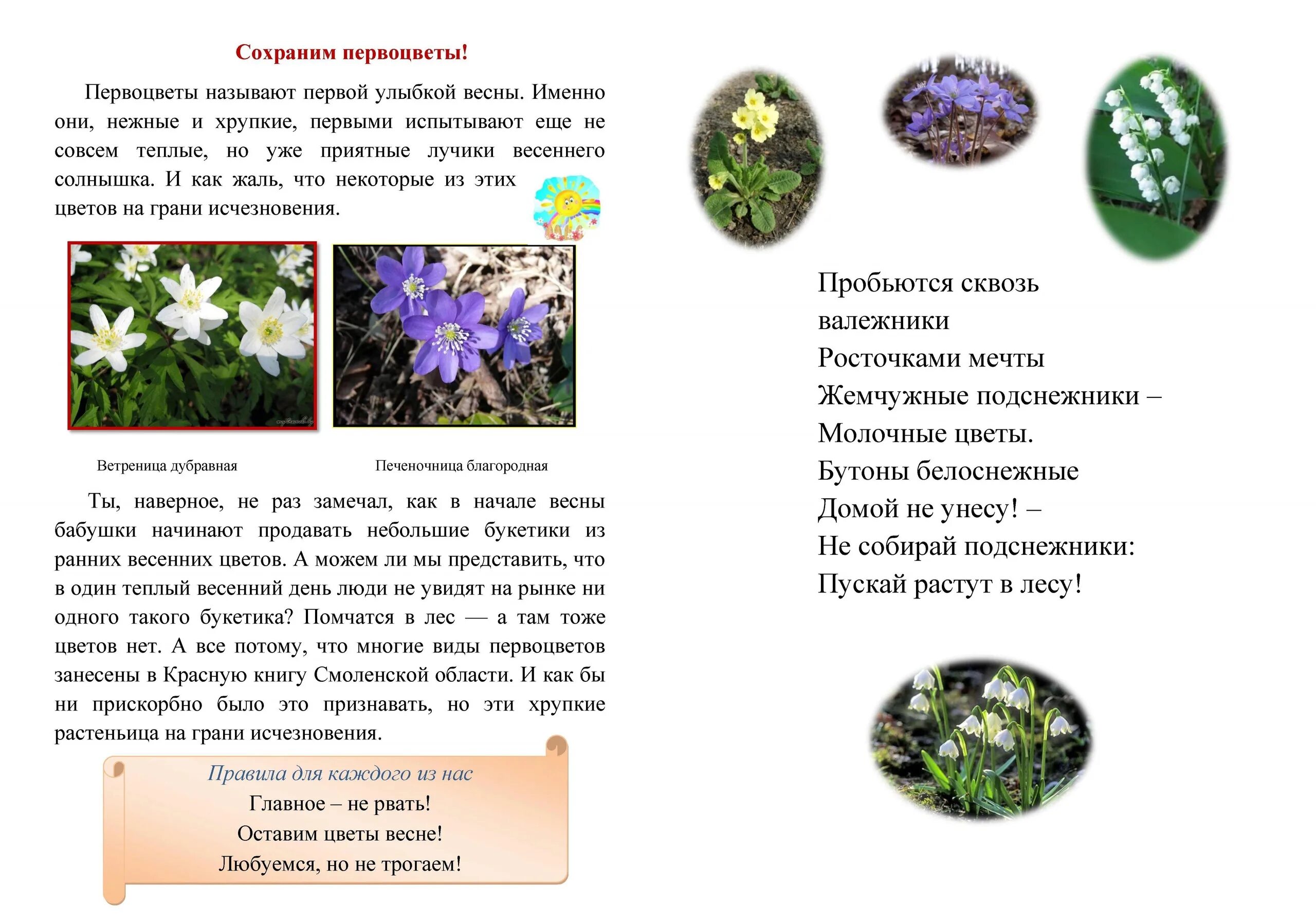 Листовка первоцветы кузбасса. Буклет первоцветы. Листовка первоцветы. Листовка о сохранении первоцветов. Памятка для детей первоцветы.