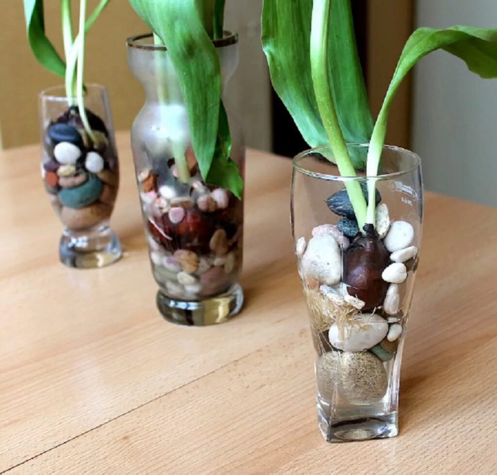 Луковицы тюльпанов в стеклянной вазе. Тюльпаны в гидрогеле. Тюльпаны в гидрогеле в вазе. Тюльпаны в вазе с луковицей. Можно ли вырастить тюльпаны в домашних условиях