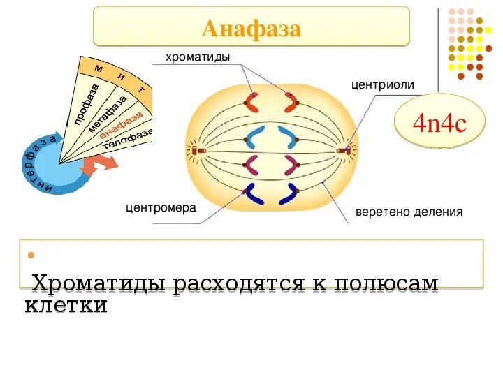 Центриолей к полюсам клетки. Расхождение центриолей к полюсам клетки мейоз. Центриоли расходятся к полюсам клетки. Xromatidi rasxodyatsya k polyusam kletki.