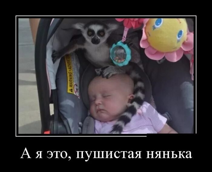 Смешная нянька. Пушистая нянька юмор. пушистые няньки. нянька фото прикол. старшие дети в няньках юмор.
