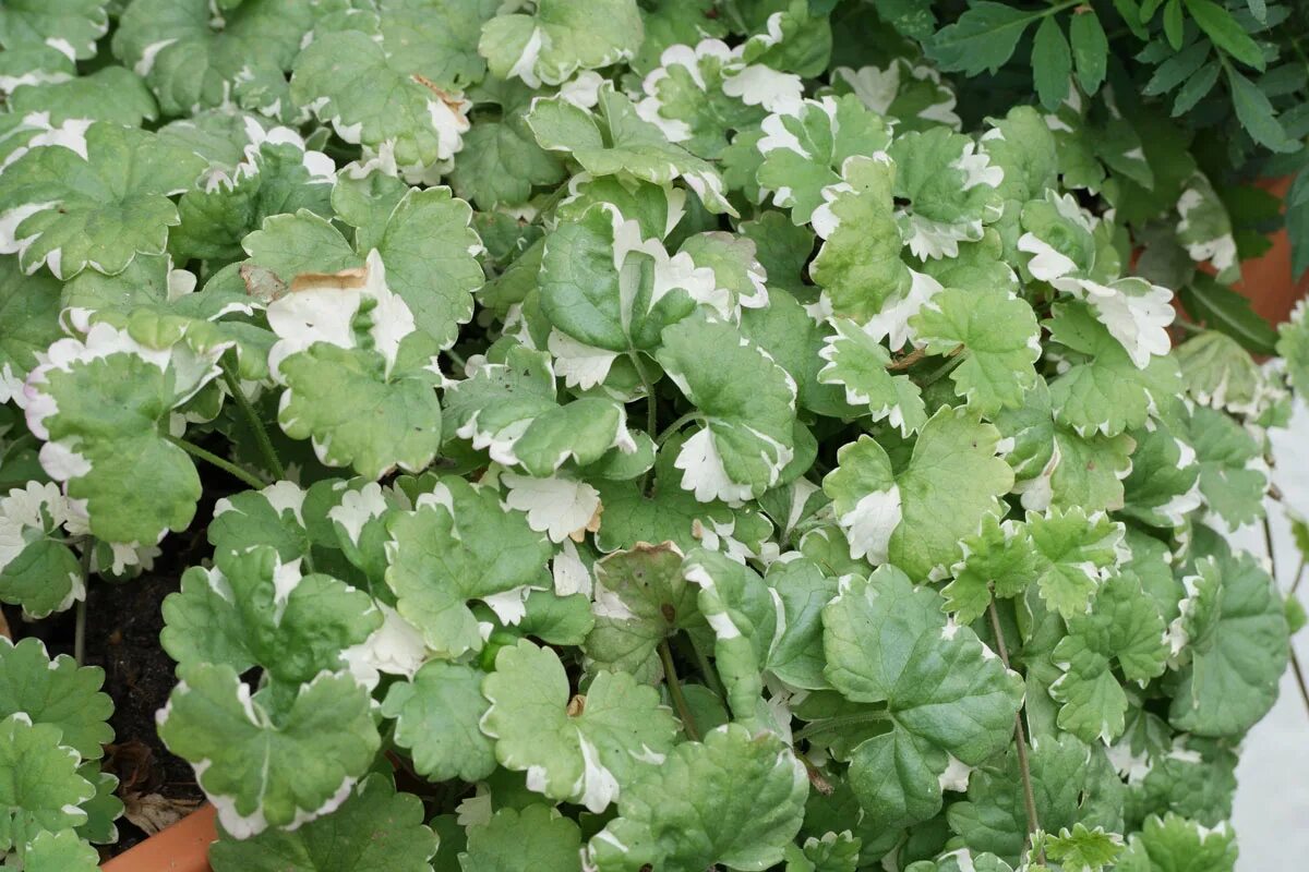 Будра глехома. Будра ампельная. Глехома variegata. Будра плющевидная. Будра вариегатная фото