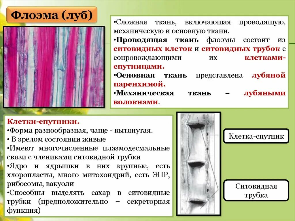 Покровная ткань кожица проводящая ткань впр. Ситовидные трубки Ксилема растений. Ситовидные трубки ткань. Ситовидные трубки обеспечивают. Ситовидные клетки и ситовидные трубки.