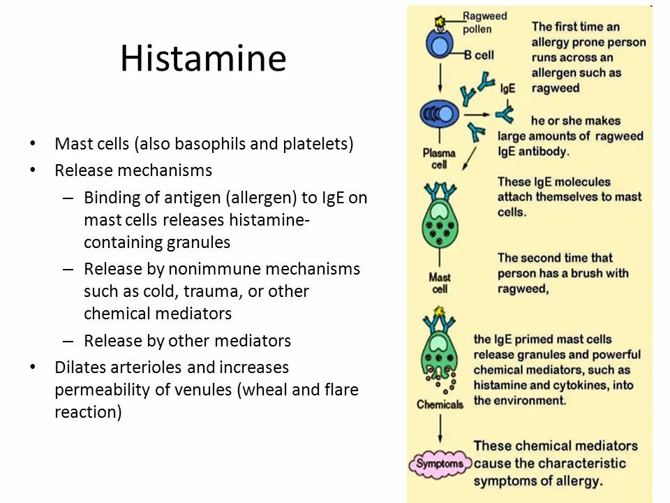 Гистамин действие. Гистамин. Гистамин молекула. Гистамин положительный. Гистамин картинки.