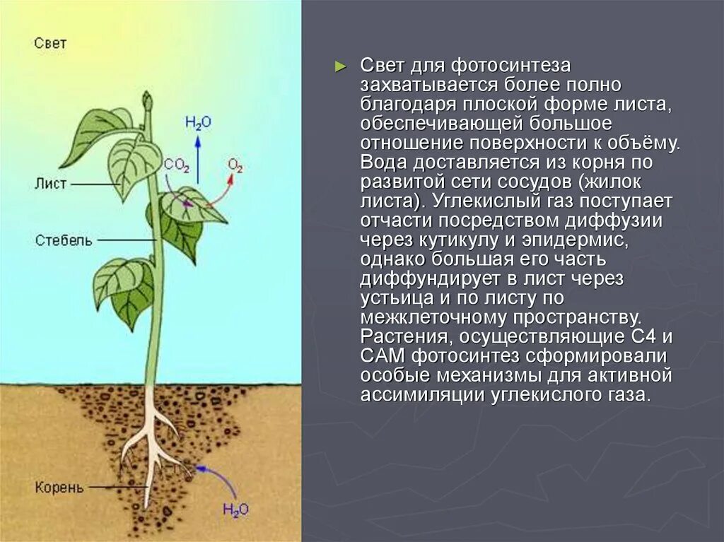 Воздух в стеблях и листьях. Растения без фотосинтеза. Процесс фотосинтеза в листе. Фотосинтез в корнях растений. Фотосинтез углекислый ГАЗ.