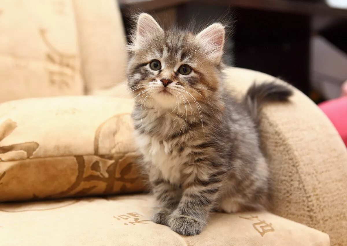 Недорогие кошки. Сибирские котята. Котята сибирской породы. Котенок Сибиряк. Сибирский кот котенок.