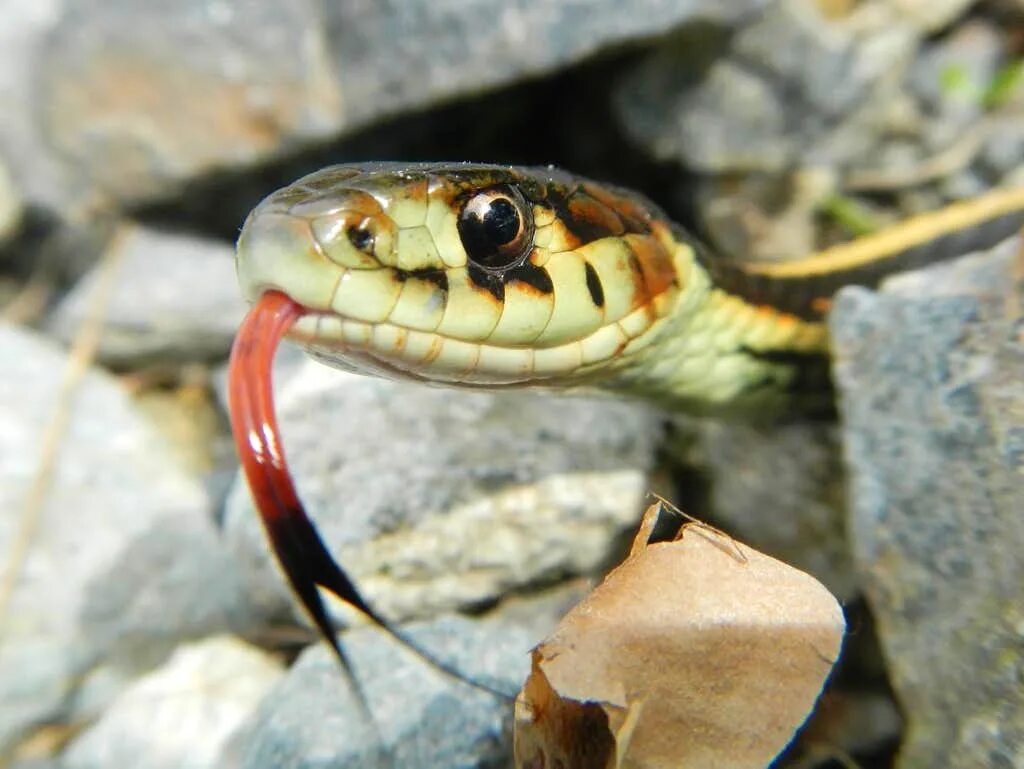 Осязание у пресмыкающихся. Язык у змеи является органом. Какие функции выполняет раздвоенный язык змеи. Какие функции выполняет раздвоенный язык змеи. Какие функции выполняет раздвоенный язык змеи.