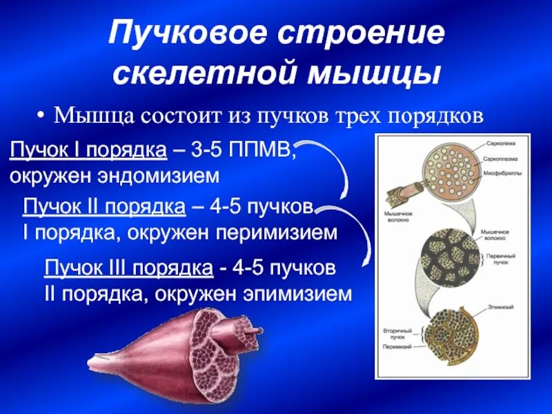 Пучковое строение мышц. Пучок первого порядка. Строение пучка мышц. Структура мышечного пучка. 3 пучок попадает