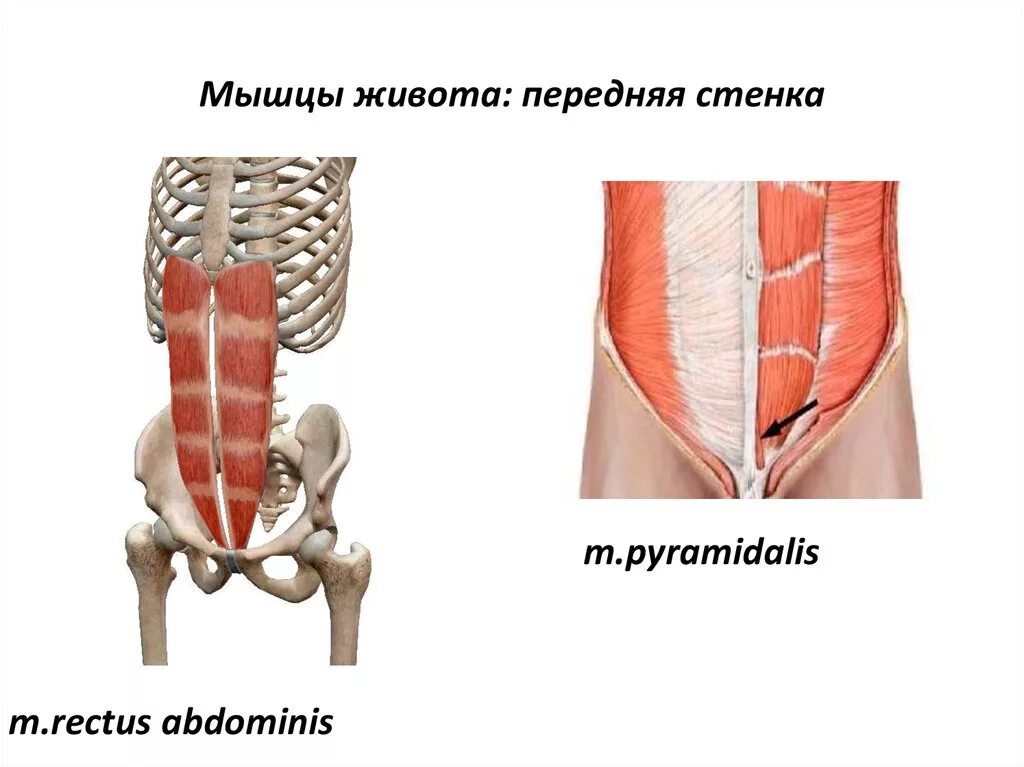 Передняя прямая мышца живота. Пирамидальная мышца живота анатомия. Пирамидальная мышца – m. pyramidalis. Пирамидная мышца живота функции. Пирамидальная мышцы живота анатомия и функции.