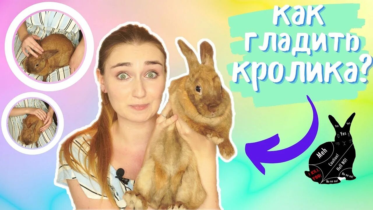 Где можно гладить кролика. Где можно гладить собаку. Как гладить кролика. Где гладить кролика. Как гладить кролика.