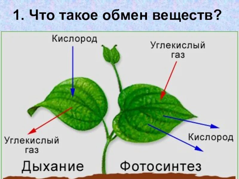 Что происходит при дыхании листьев