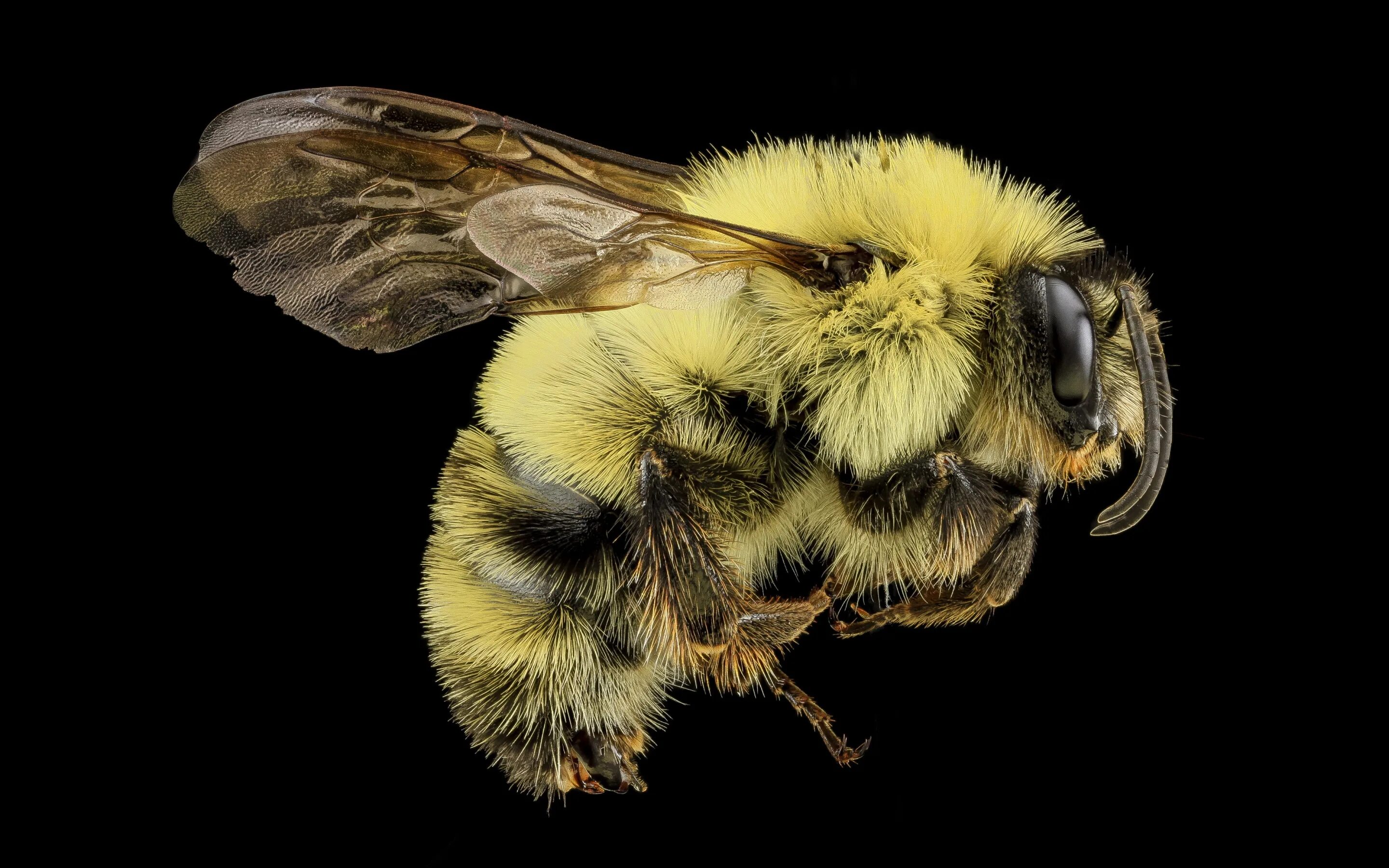 Интересные факты о пчелах. Шмель моховой – bombus muscorum (fabricius, 1775). Частота колебаний крыльев комара 600 гц. Источник звука у пчелы жука. Шмель трубач.