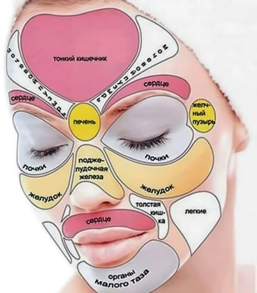 Почему на лице образуются. Проекция органов на лице человека по китайской медицине. Зоны органов на лице. Карта прыщей на лице.