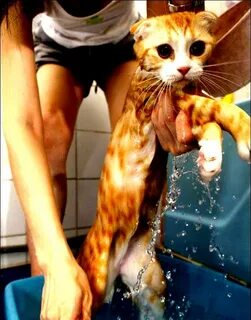 Как помыть агрессивного кота