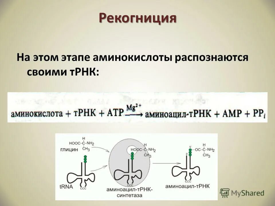 2 этап синтеза. Этап активации аминокислот рекогниция. Рекогниция. Рекогниция аминокислот. Рекогниция биохимия.