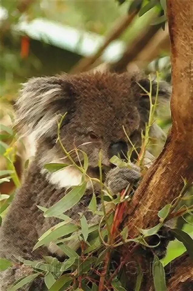 Коала и змея. Коалу и змейку.