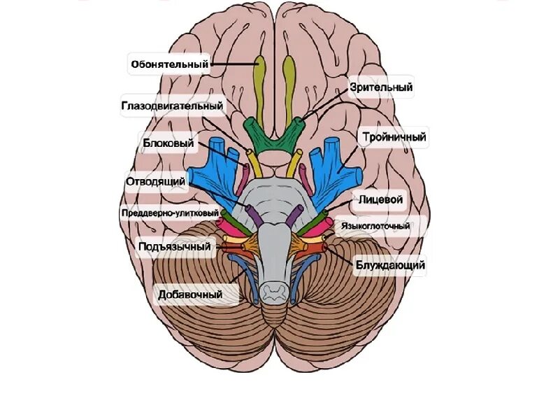 Под черепные нервы. 12 Пар черепных мозговых нервов. Головной мозг 12 пар черепно мозговых нервов. Выход 12 пар черепно-мозговых нервов. Ядра 12 черепных нервов.