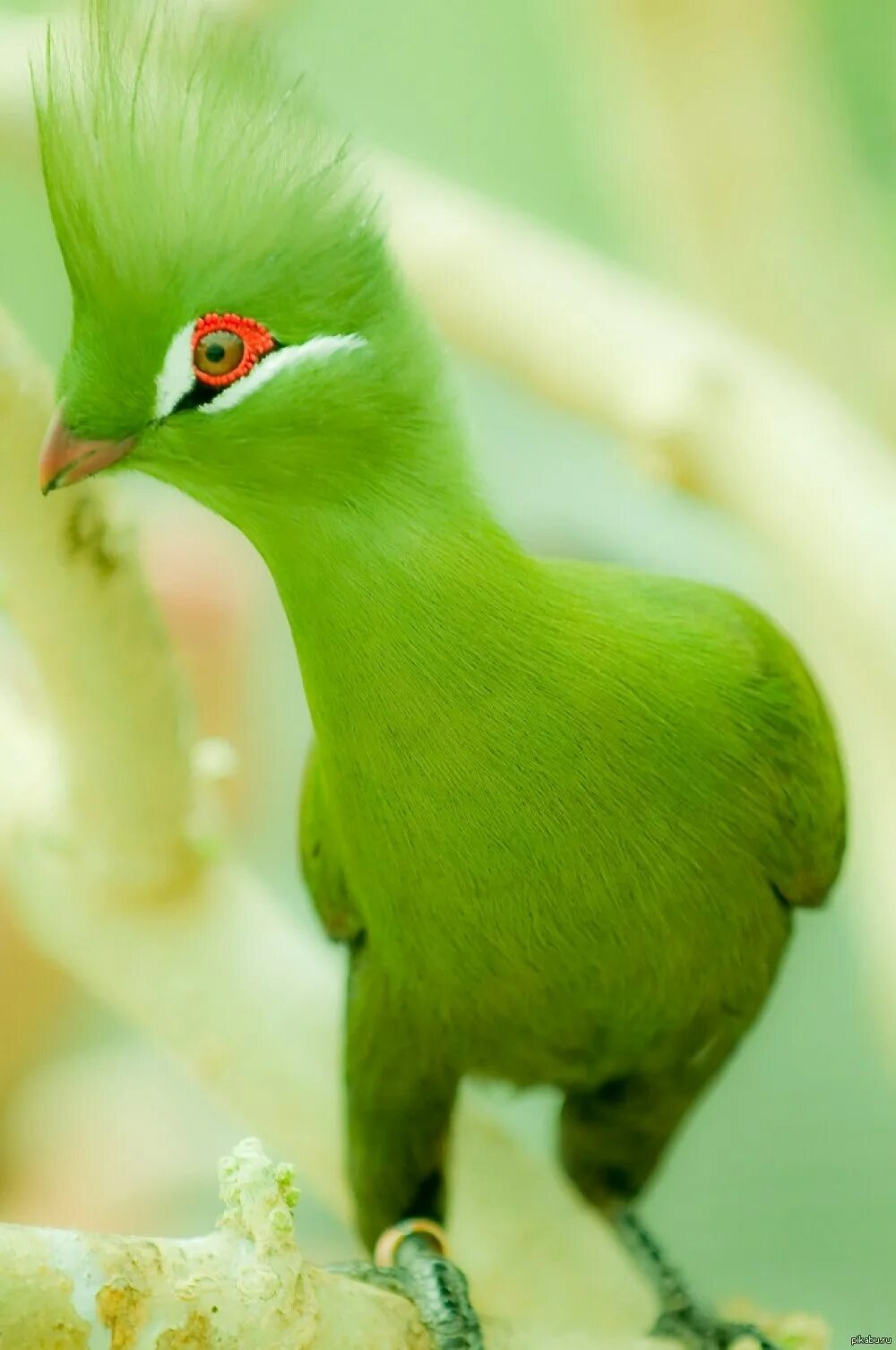 Фото зеленых птиц. Птица турако бананоед. Хохлатый турако. Турако Ливингстона. Турако Фишера.