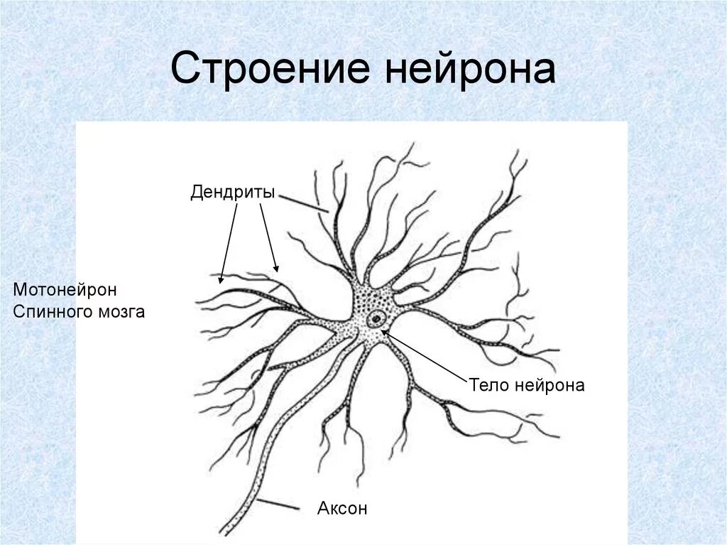 Строение спинного мозга Нейроны. Строение спинного мозга анатомия Нейроны. Строение нервной клетки спинного мозга. Нейрофибриллы нейрона.