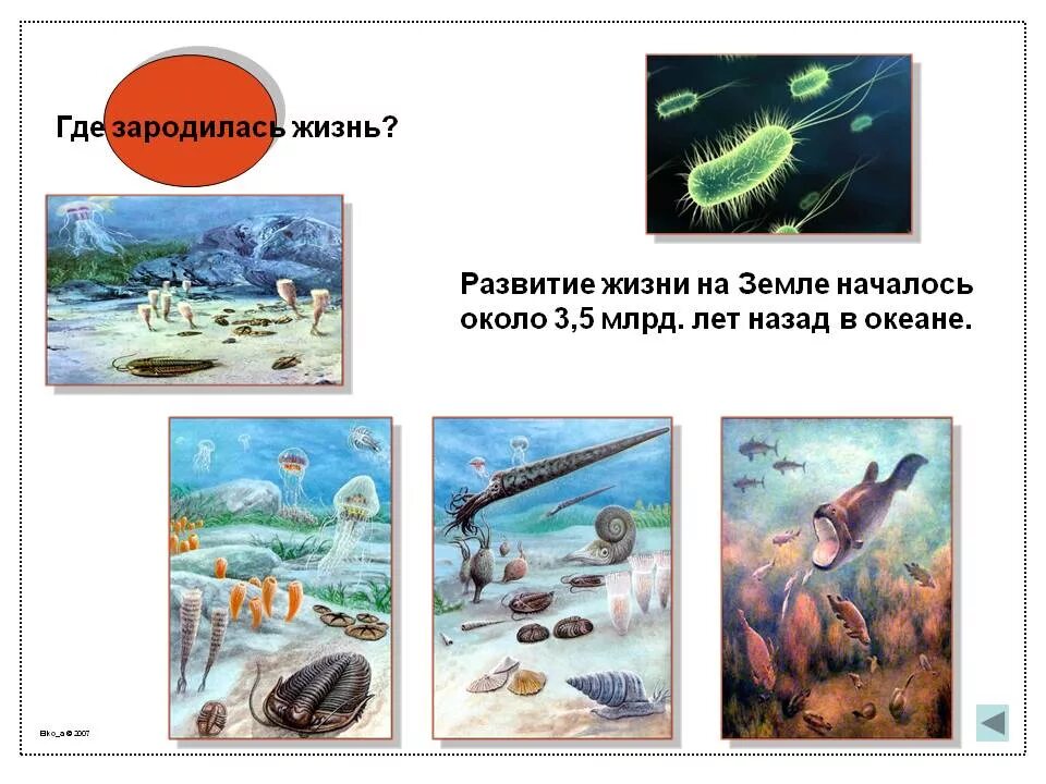 Как образовалась жизнь на земле. Как зарождалась жизнь на земле. откуда зародилась жизнь. когда возникла жизнь на земле. зарождение жизни на земле для детей.