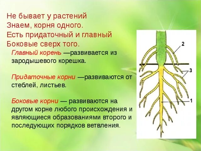 Корень образует листья. Главный корень корень развивается из зародышевого корешка. Боковые корни. Придаточные боковые и главный корень. Придаточные корни и боковые корни.