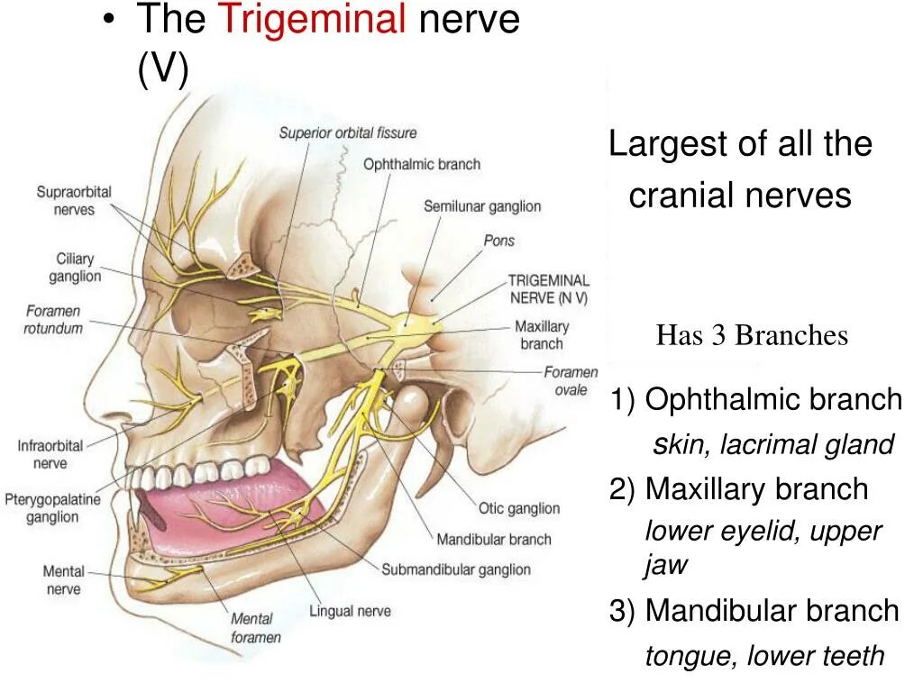 Trigeminal nerve. Maxillary nerve. Освобождение нерва латынь