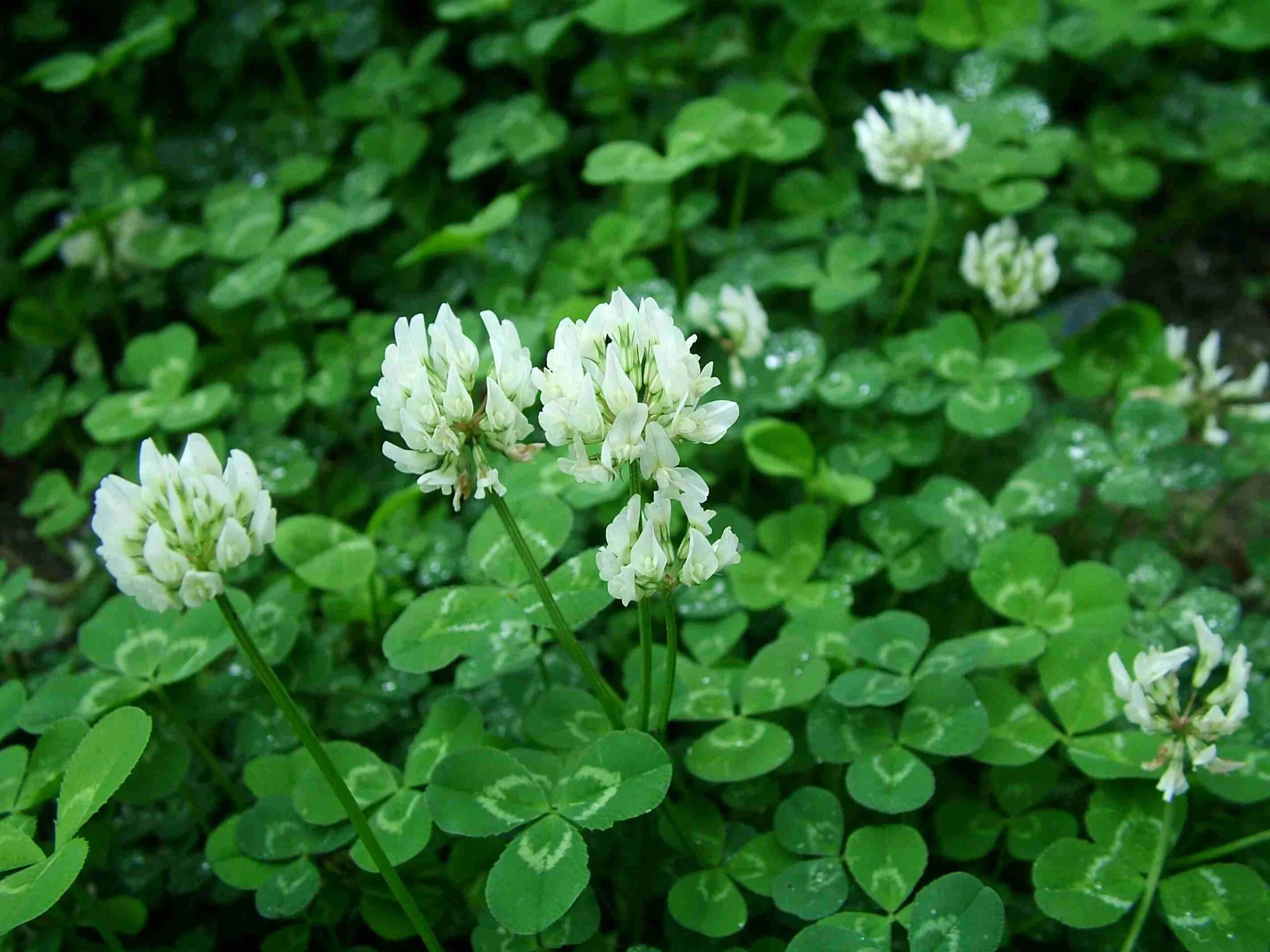 Клевер покрытосеменной. Клевер ползучий (Trifolium repens). Клевер белый ползучий. Клевер Луговой белый. Клевер белый ползучий стебель.