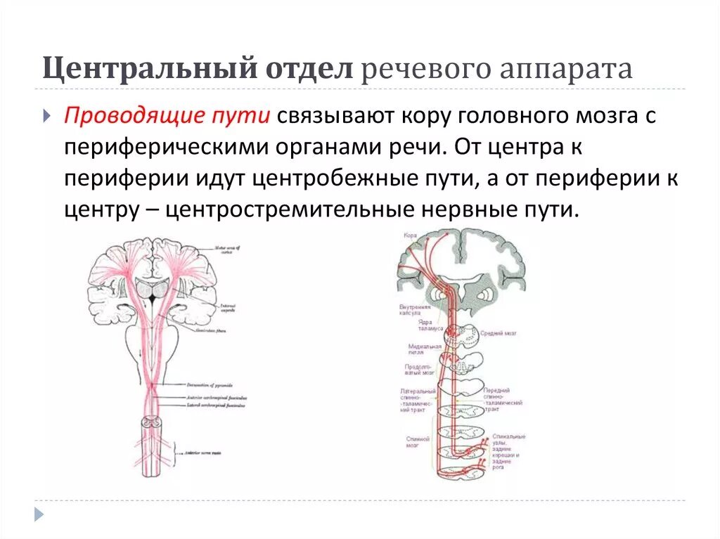 Строение и функции центрального. Строение речевого анализатора схема. Схема строения центрального речевого аппарата. Строение и функции центрального и периферического речевого аппарата.. Строение периферического отдела речевого аппарата таблица.