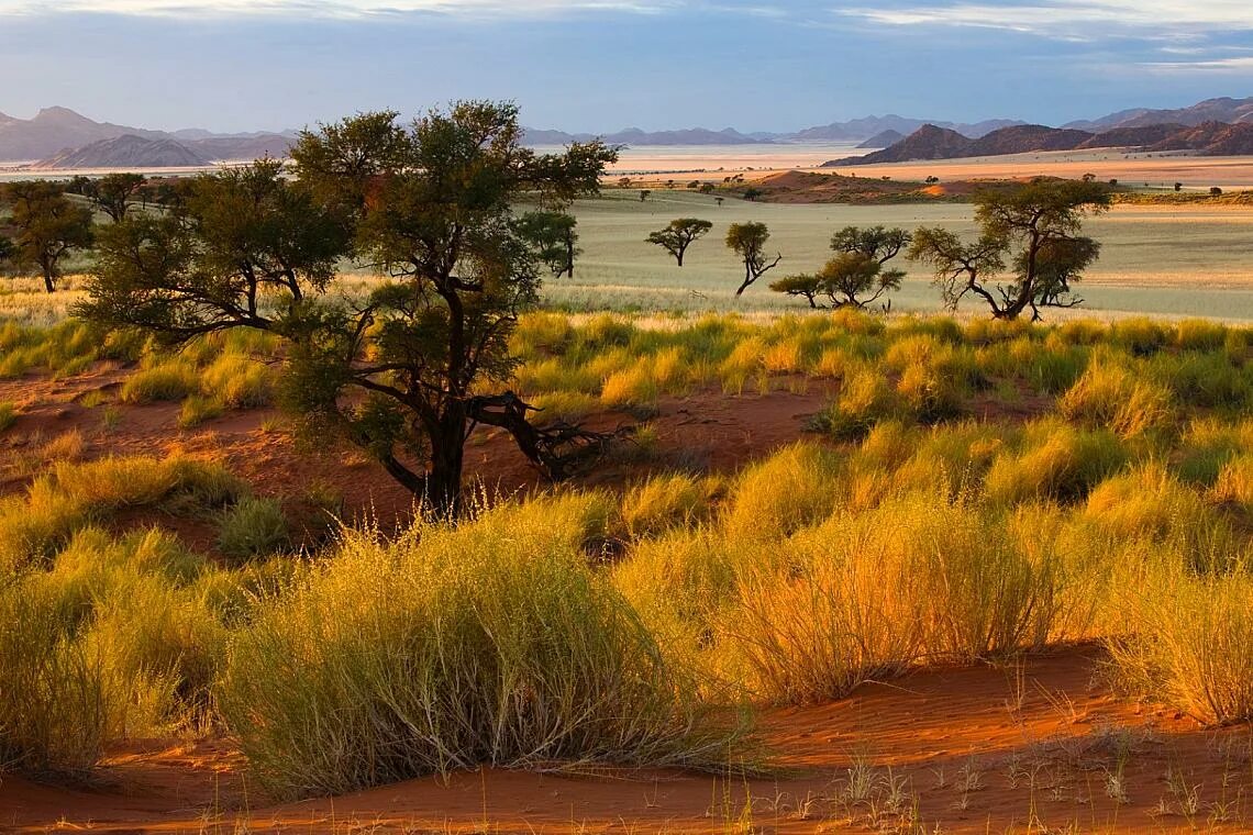 пустыни тайга саванны