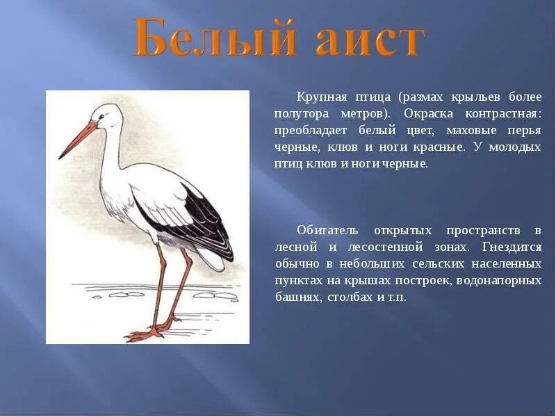 Краткое содержание аист. Аист красная книга.