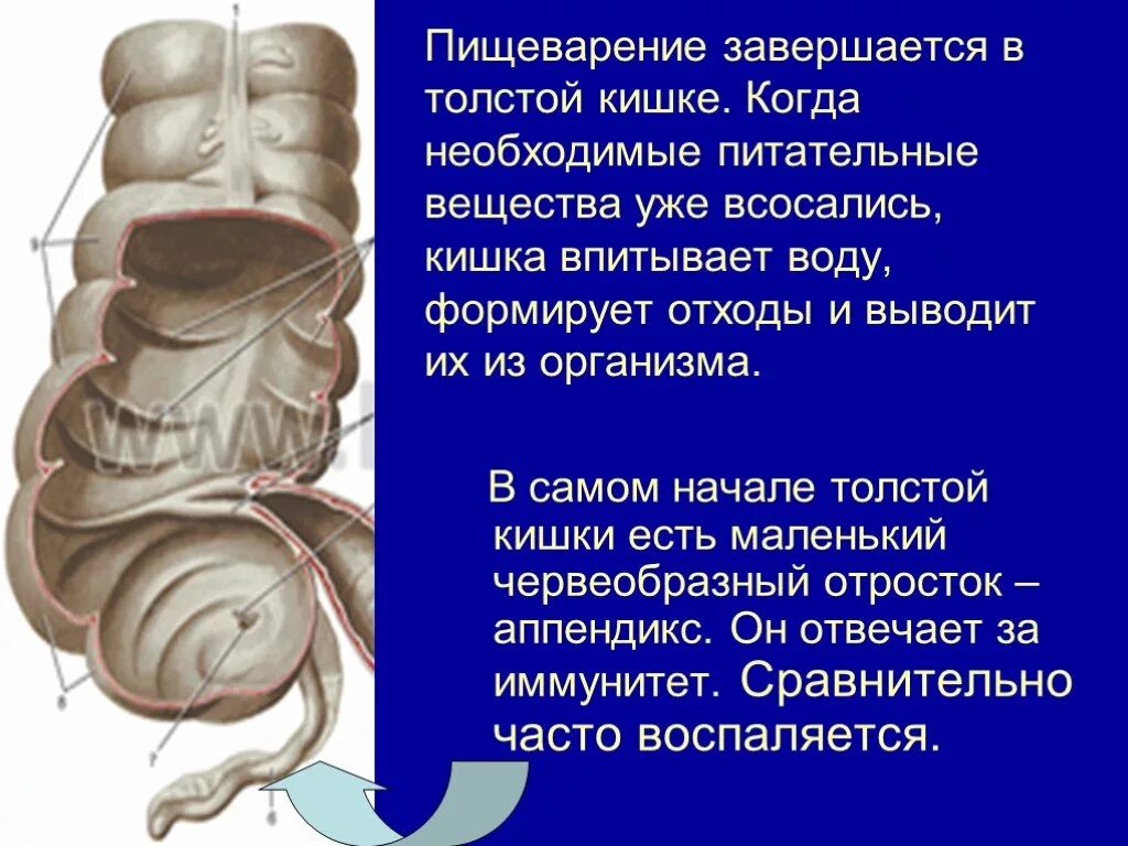 Вещества всасывающиеся в толстом кишечнике. Процесс пищеварения в толстом кишечнике. пищеварение в толстой кишке. процессы пищеварения в толстой кишке. пищеварение в толстом кишечнике человека.