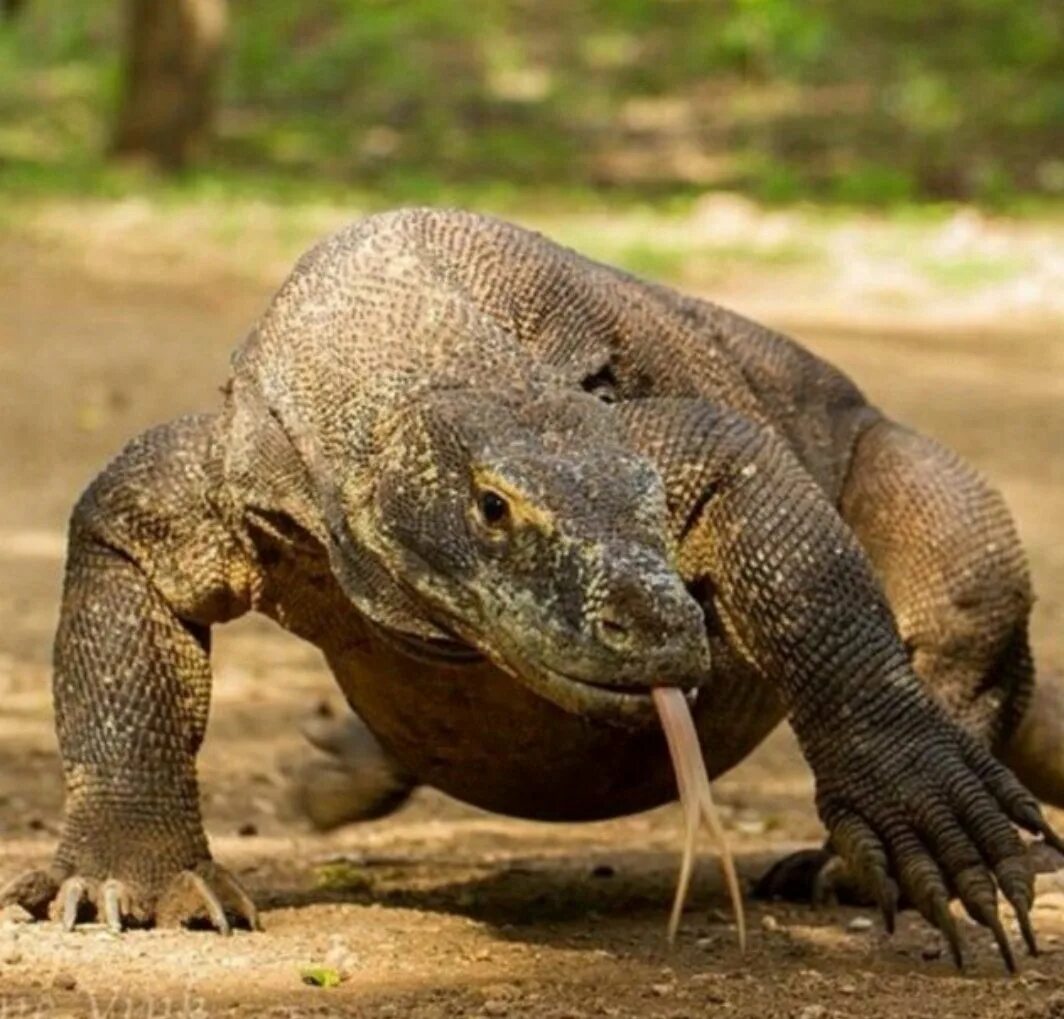 Комодский Варан. Командорский Варан. Комодский Варан (Komodo Dragon). Варан Шри Ланка. Варан шри