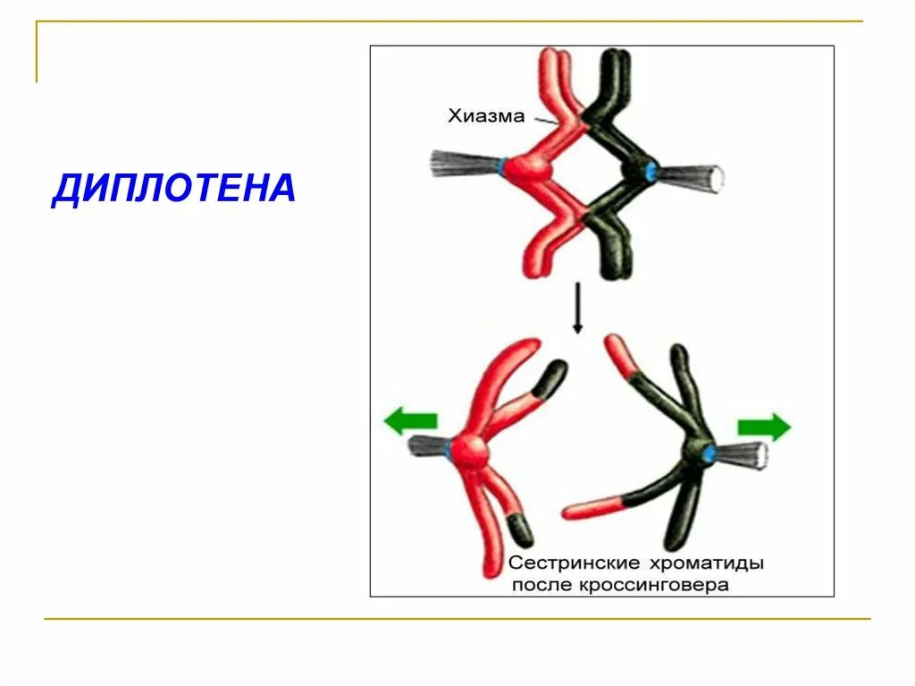 Кроссинговер хромосом в мейозе и митозе. Хиазма диплотена. Хиазм биология. Хиазмы кроссинговер. Хиазмы хромосом.