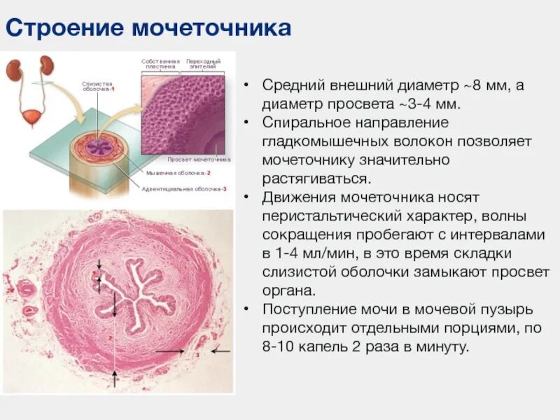 Уровни мочеточника. Мочеточник мышечная оболочка гистология. Адвентициальная оболочка мочеточника. Строение оболочек мочеточников гистология. Функции мочеточника гистология.