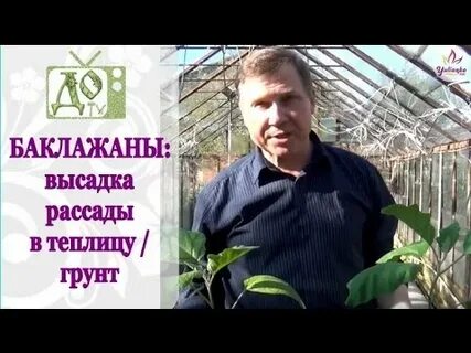 Какой баклажан посадить