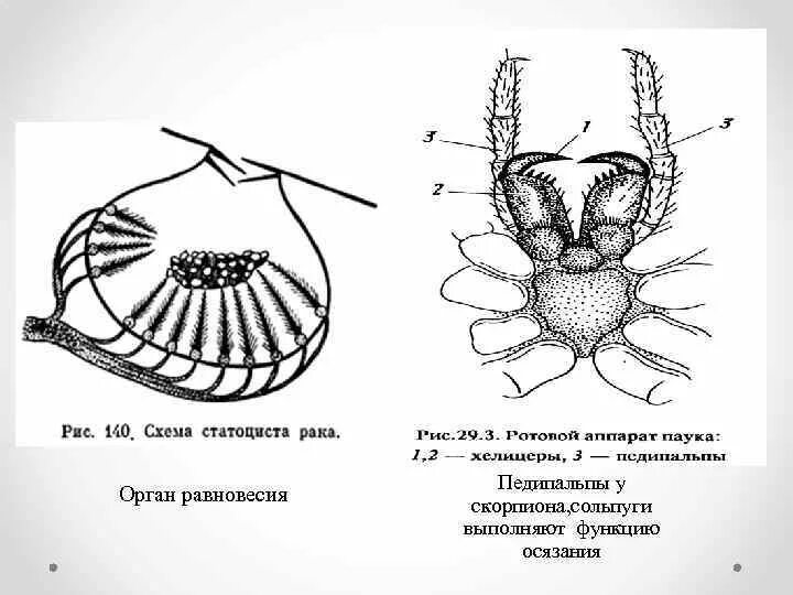 Статоцисты у ракообразных. Органы осязания у паукообразных. Органы равновесия у членистоногих. Органы осязания у членистоногих.