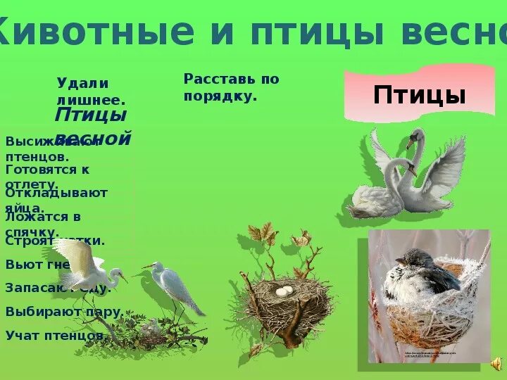 Расставь по порядку птицы весной. Тема недели животные и птицы весной. Тема недели звери и птицы весной. Весенние признаки для птиц. Тема недели птицы весной