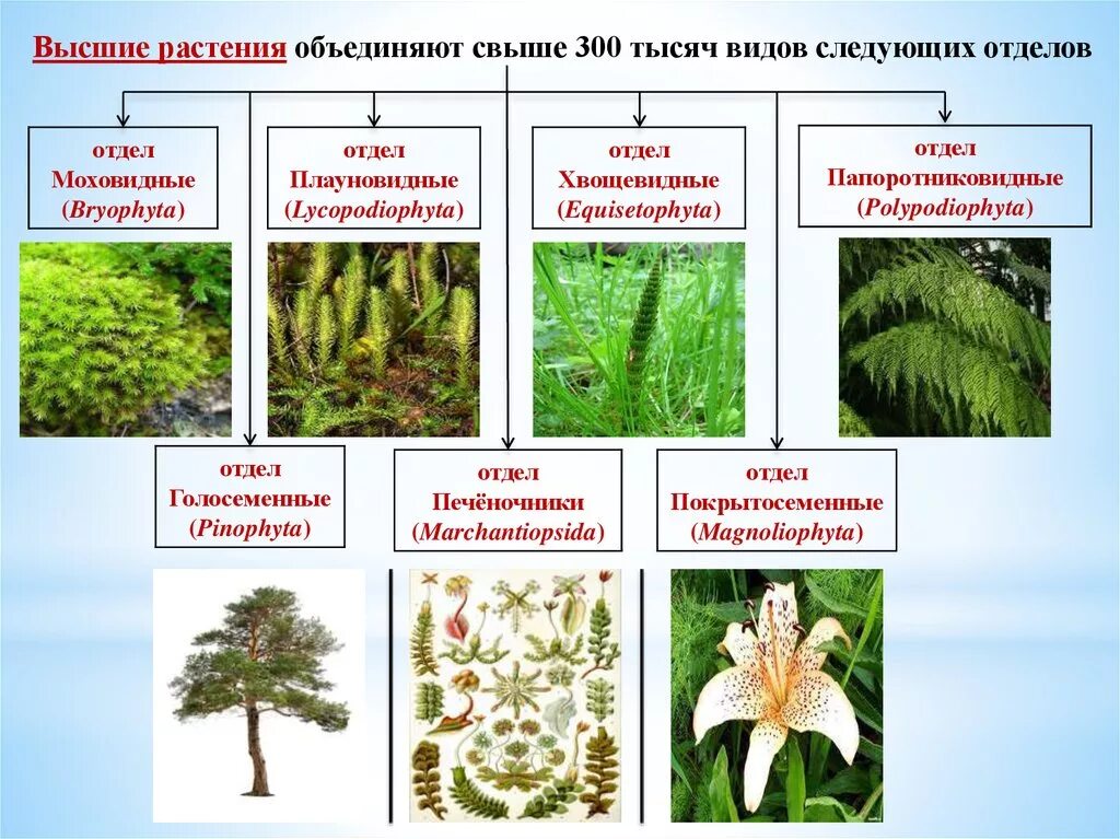 Высшие растения. Представители растений. Отдеоывысших растений. Высшие растения подразделяют на. Технические виды растений