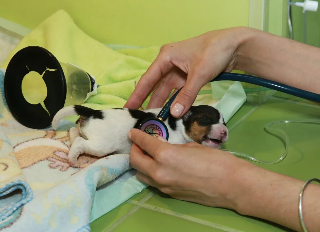 московская область, долгопрудный, заводская улица, 2. колибри долгопрудный ветклиника официальный. колибри долгопрудный телефон. колибри ветклиника ставрополь. колибри долгопрудный телефон.