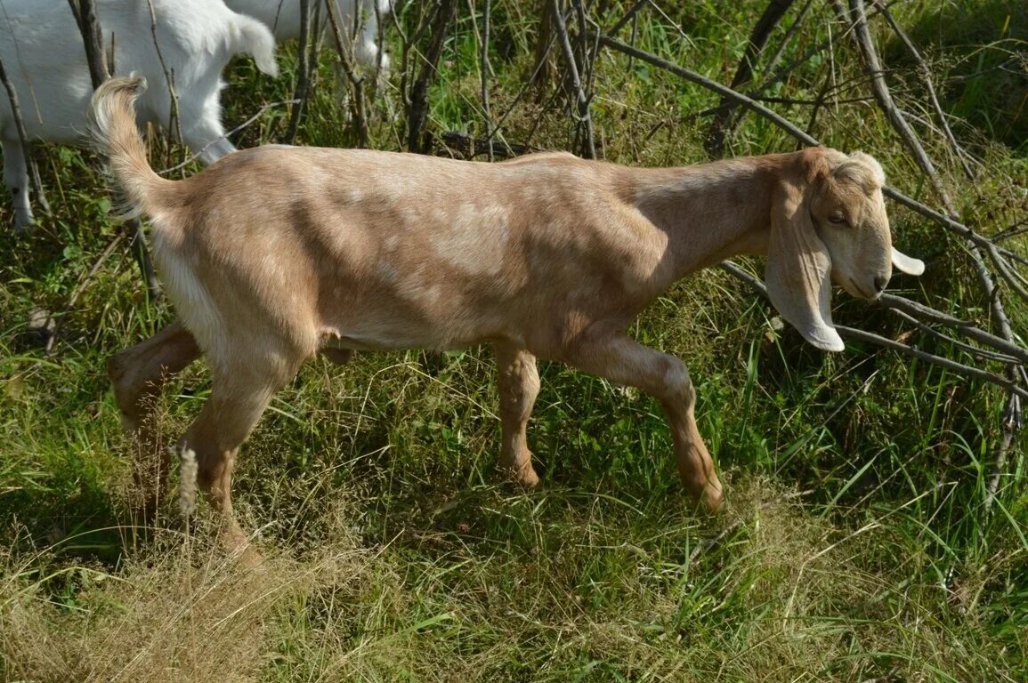 Нубийские козы. Нубийские козы белые. Нубийская коза Камори взрослая. Камори англо-нубийские козы.